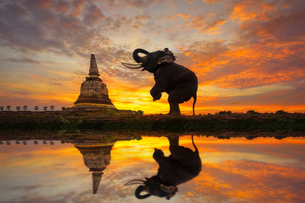 temple,ayutthaya,elephant