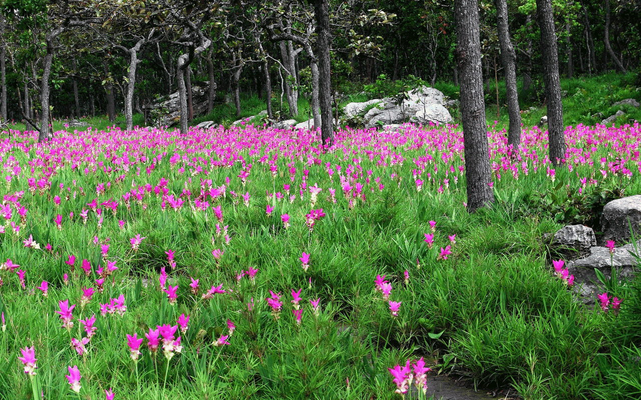 Siam Tulip Field, Chaiyaphum Province