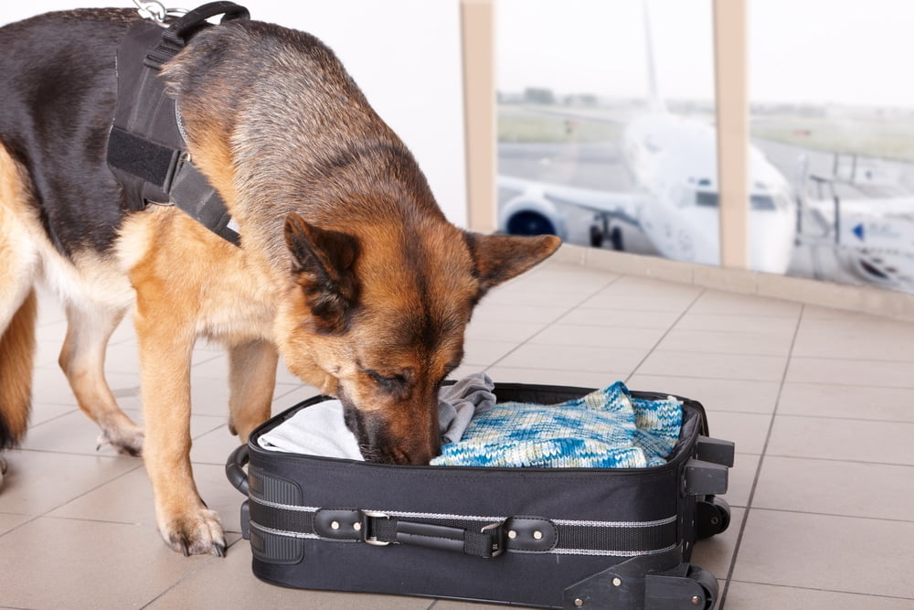 Dog sniffs,wrapping