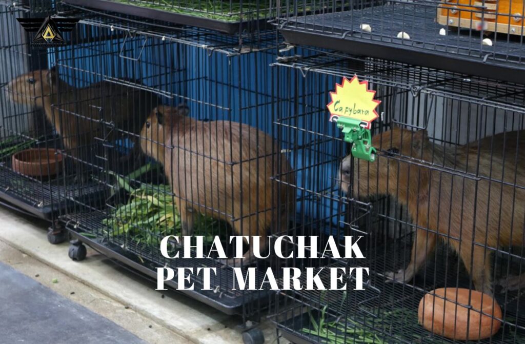 Chatuchak Pet Market