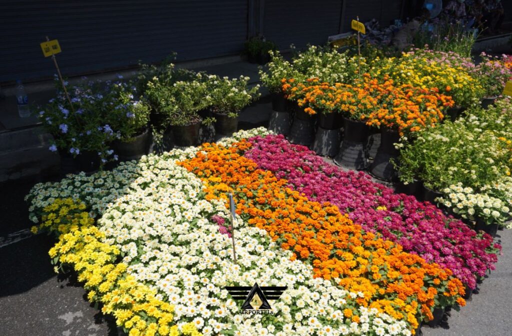 Chatuchak Plant Market 