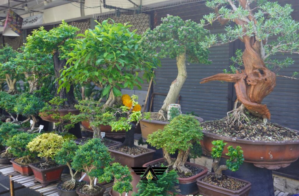 Bonsai Trees