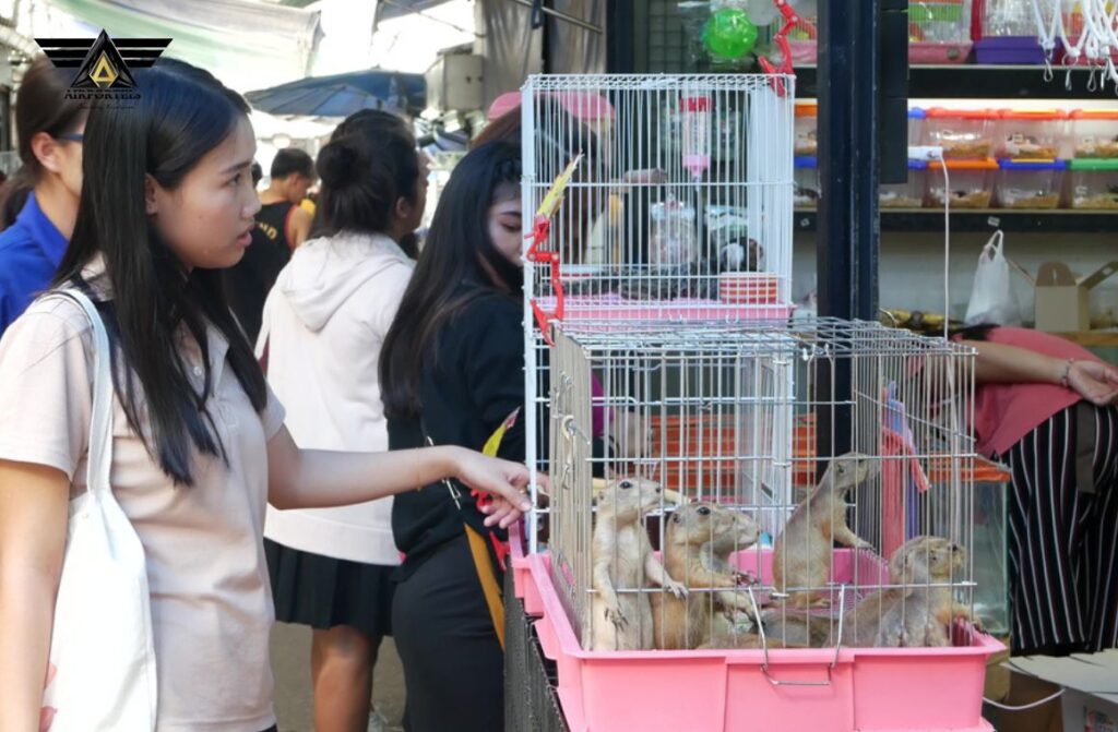Pet Shop and Animal Welfare Chatuchak