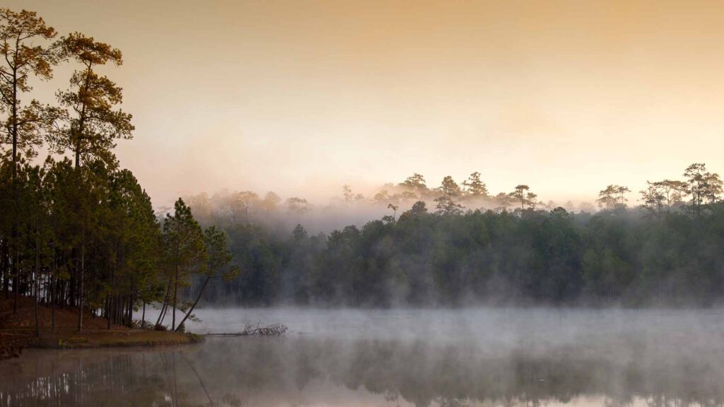 Pine forest,Wat Chan Royal