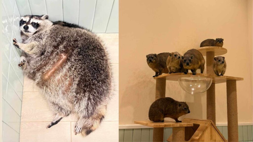 Little Zoo Café