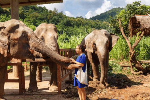 Elephant Jungle Sanctuary