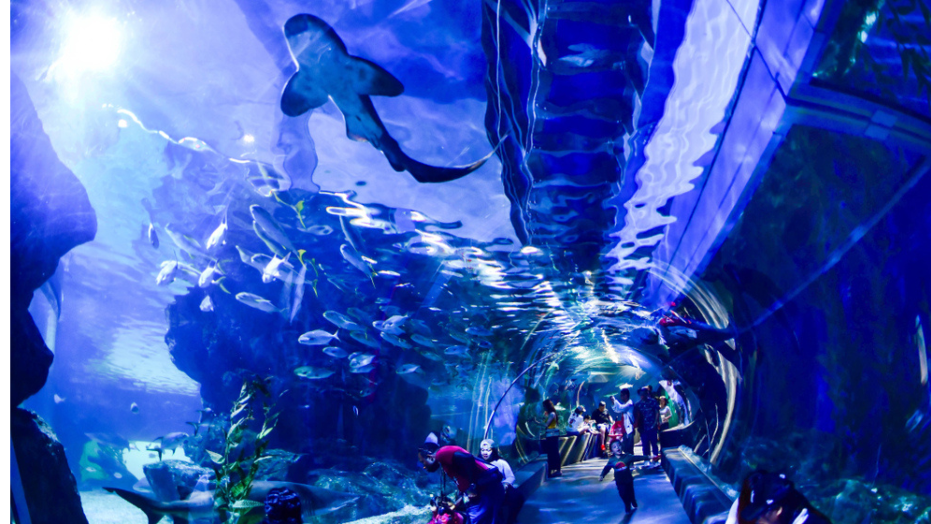 SEA LIFE Bangkok