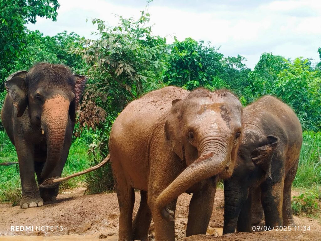 Elephant Freedom Project