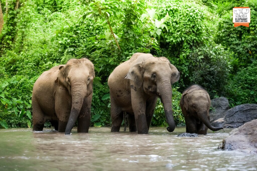Elephant Jungle Sanctuary