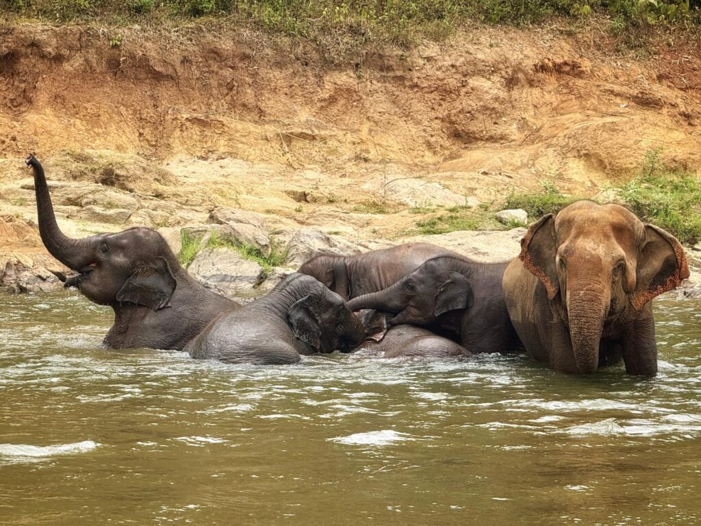 Elephant Nature Park