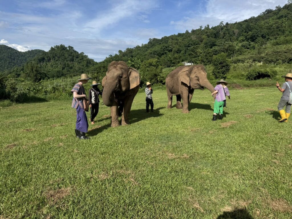Happy Elephant Home