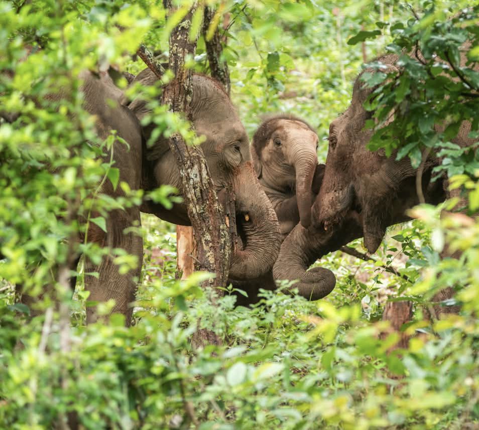 Kindred Spirit Elephant Sanctuary