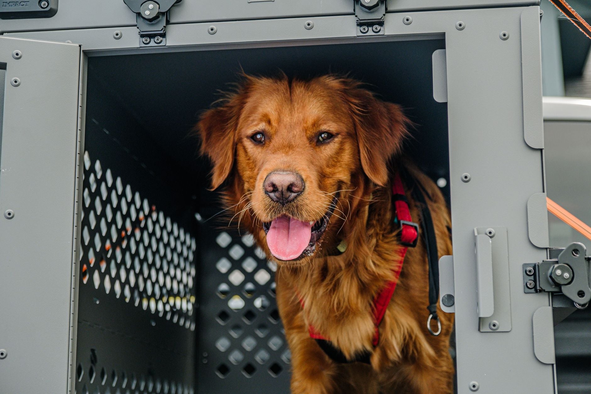 A dog looking out of the open door of a rigid travel crate
